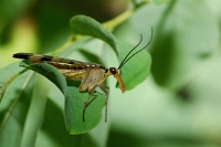 Panorpa communis (Mosca scorpione)